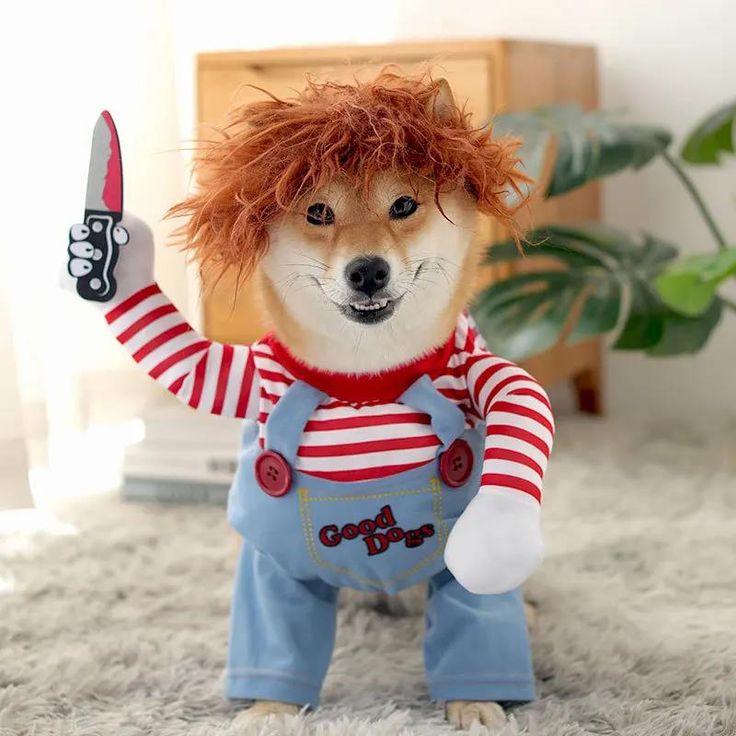dog chucky costume