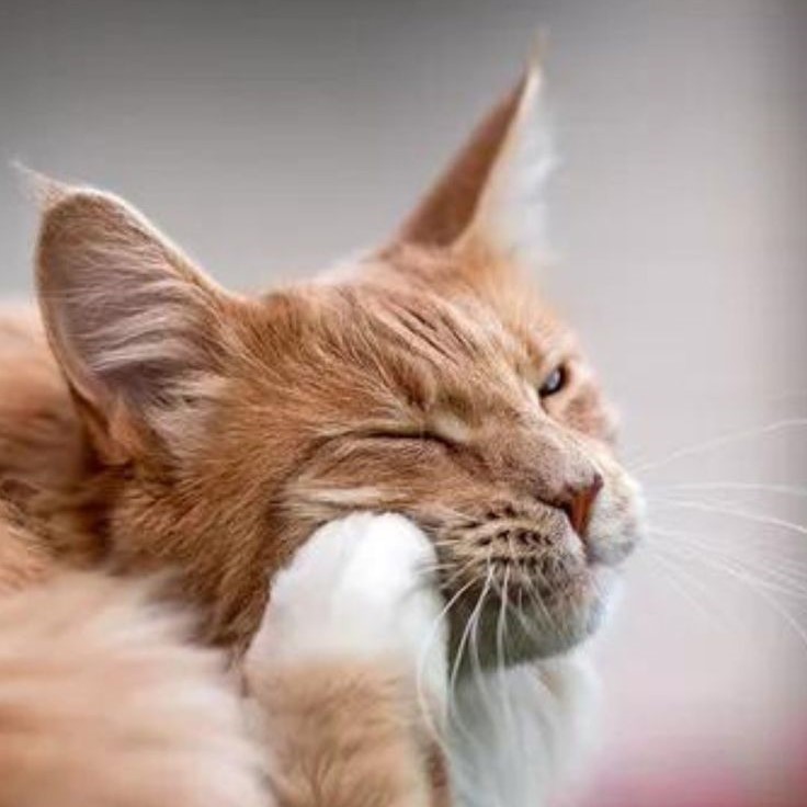 cat dry skin