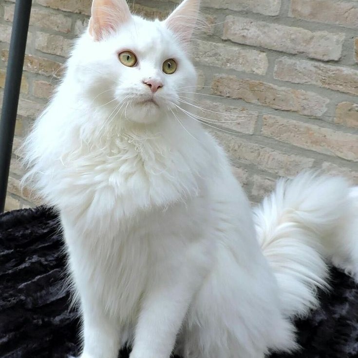 white maine coon cat