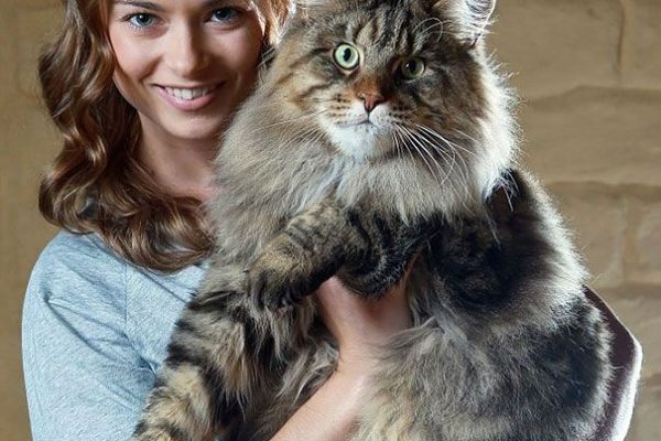 maine coon cat lifespan