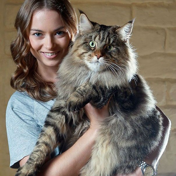 maine coon cat lifespan