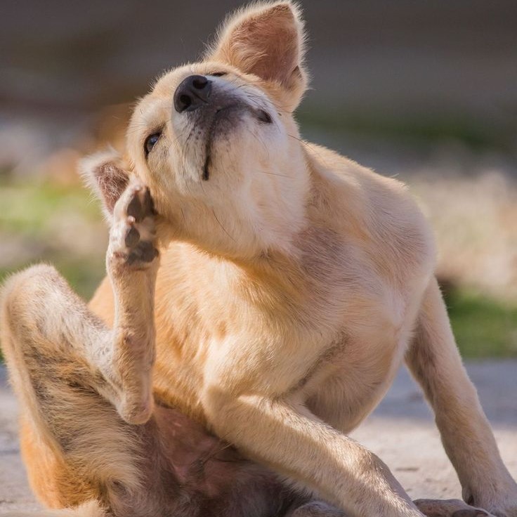 dog itchy skin relief