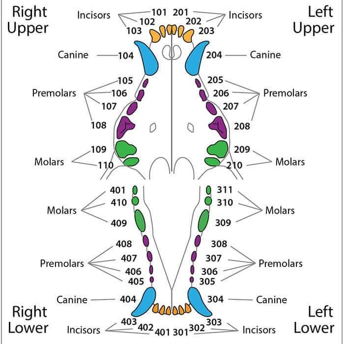 tooth chart dog teeth age