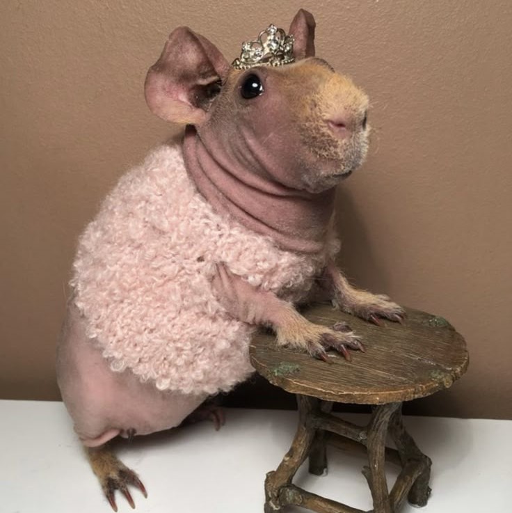 hairless guinea pig