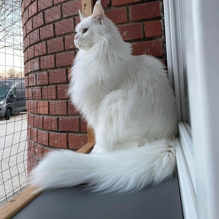 white maine coon cat