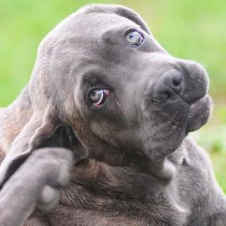 dog itchy skin relief