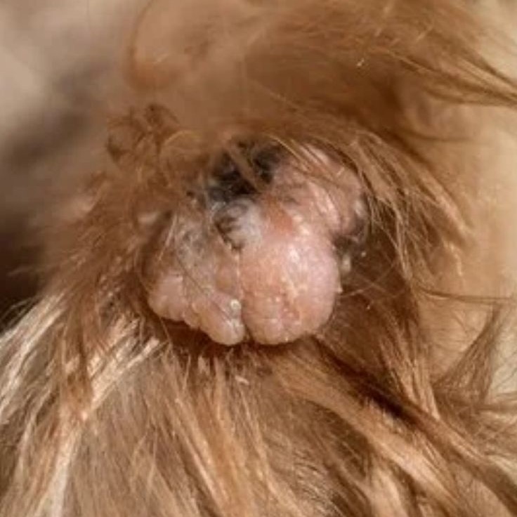 dog skin tag