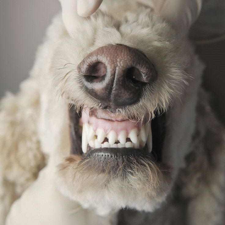 dog teeth chattering
