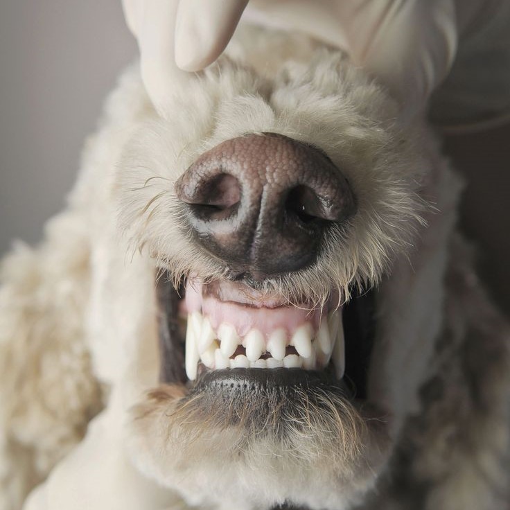 dog grinding teeth