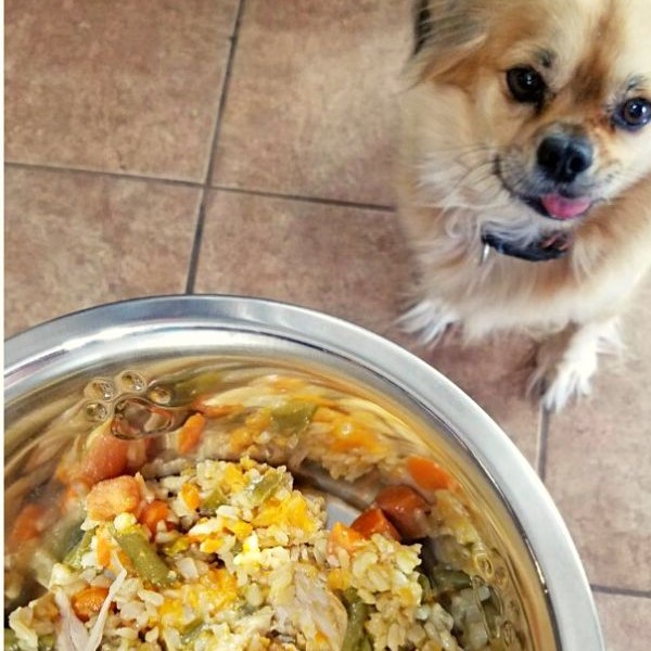 sensitive skin dog food
