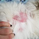 dog skin rash
