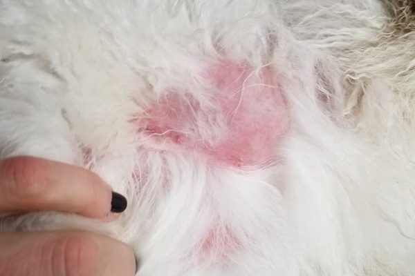 Understanding Dog Skin Rash: Signs Your Pup Needs Help dog skin rash