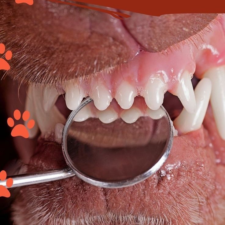 tooth chart dog teeth age