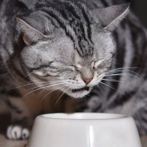 cat food for skin allergies