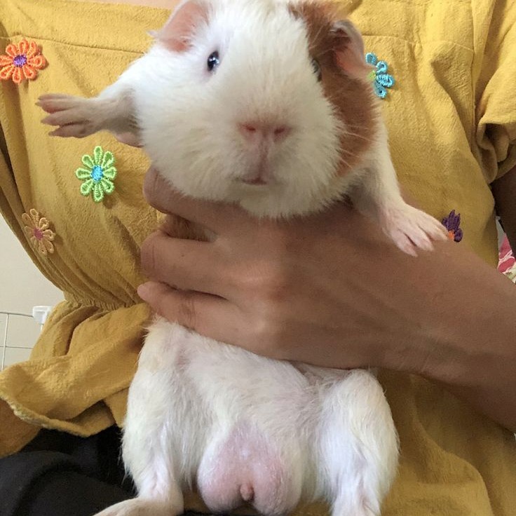 how to sex a guinea pig