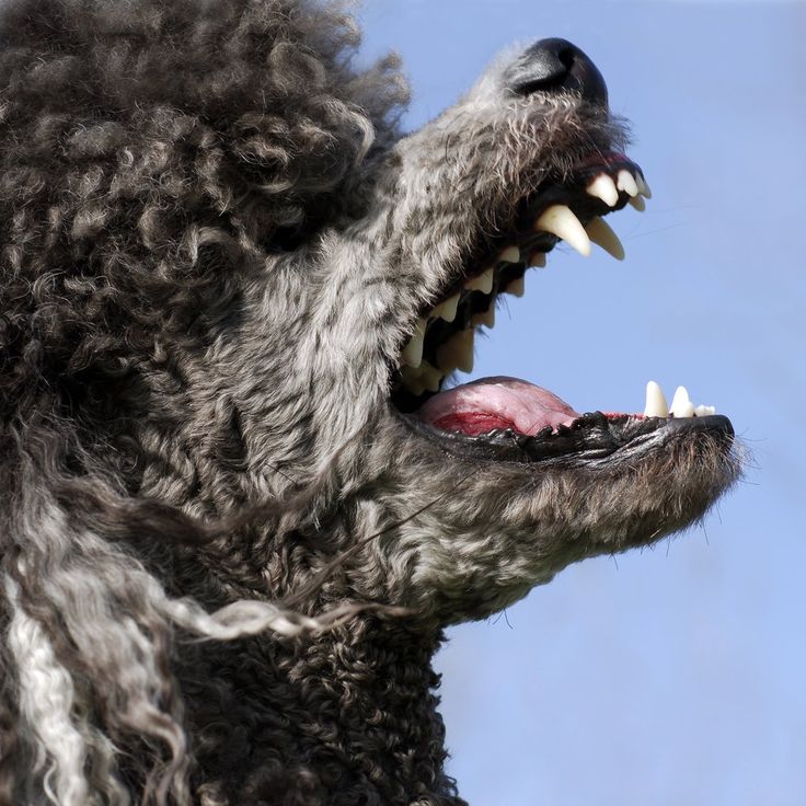 dog grinding teeth