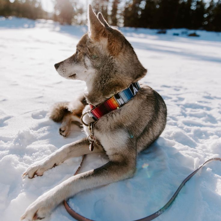 cool dog leashes