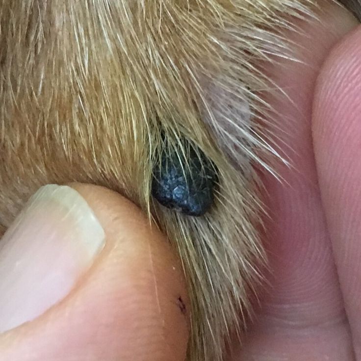 dog skin tag