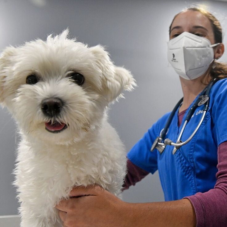 pet antibiotics