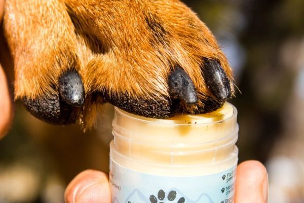 dog skin moisturizer