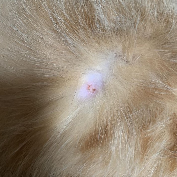 cat skin tag