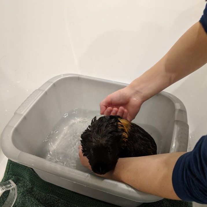 how to bathe a guinea pig