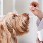 pet antibiotics