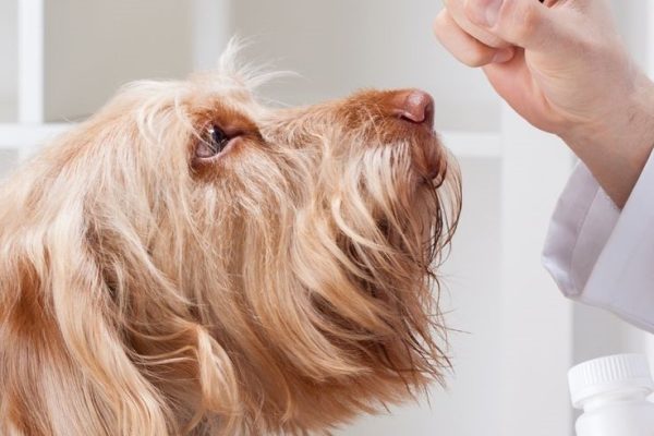 Pet Antibiotics: What You Need to Know for Your Furry Friend pet antibiotics