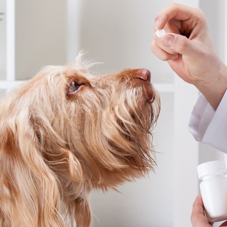 pet antibiotics