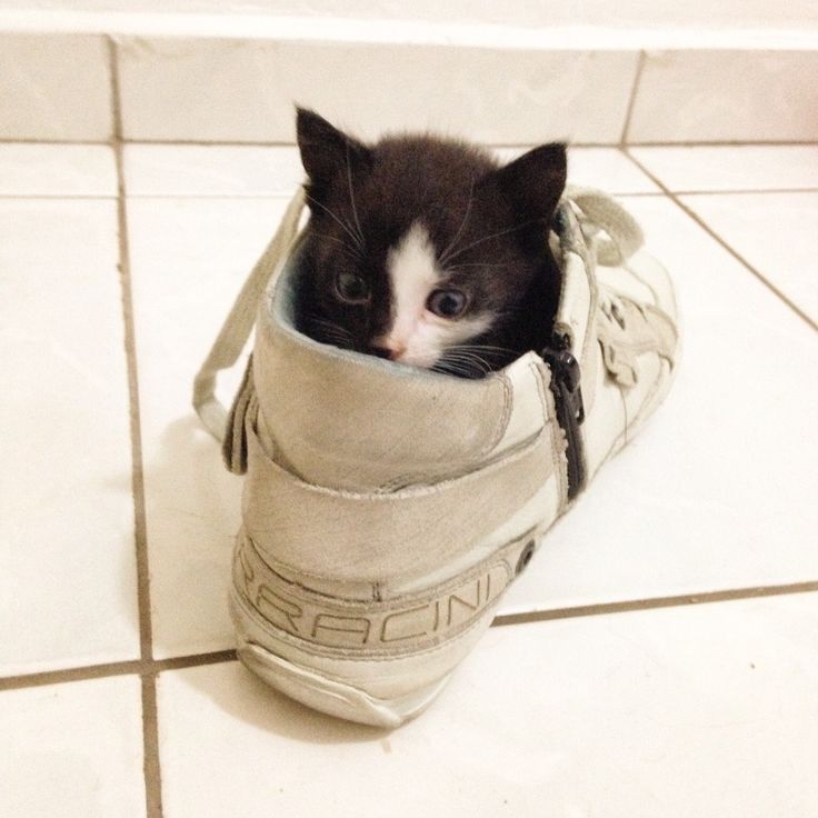 why do cats like shoes