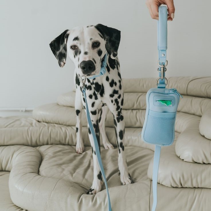 cool dog leashes
