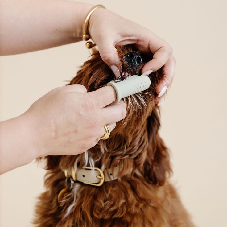dog braces for teeth