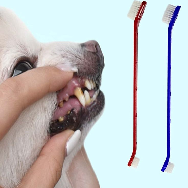 how to brush dog teeth