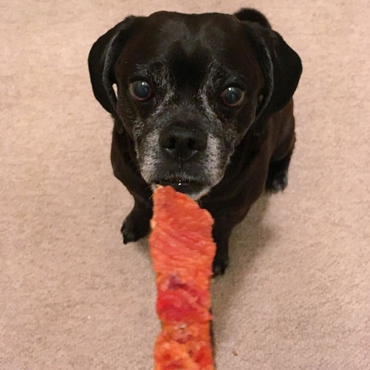 salmon skin dog treats