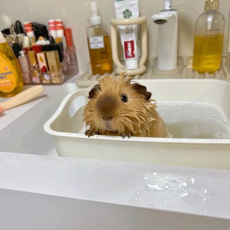 how to bathe a guinea pig