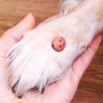 dog skin tag