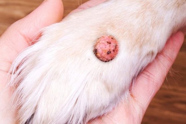 dog skin tag