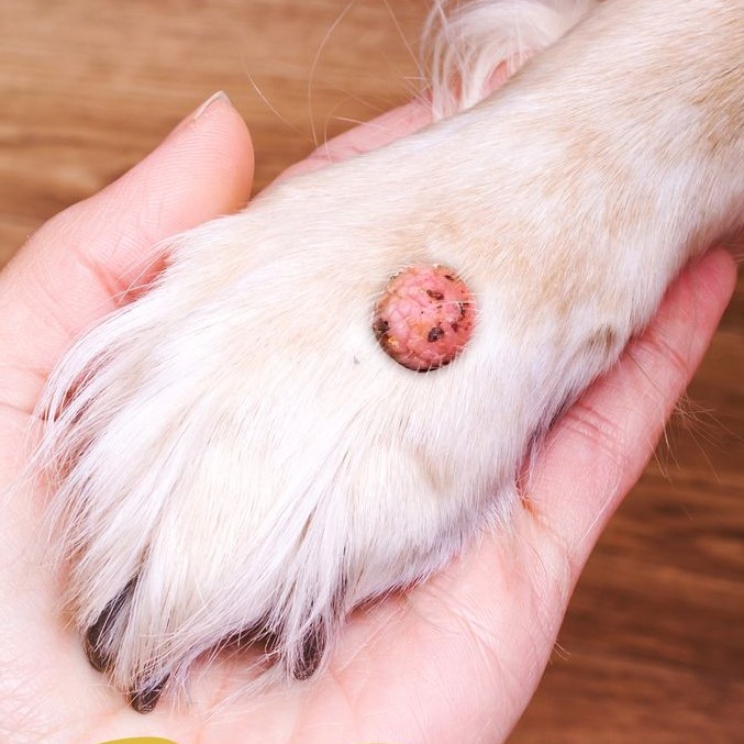 dog skin tag