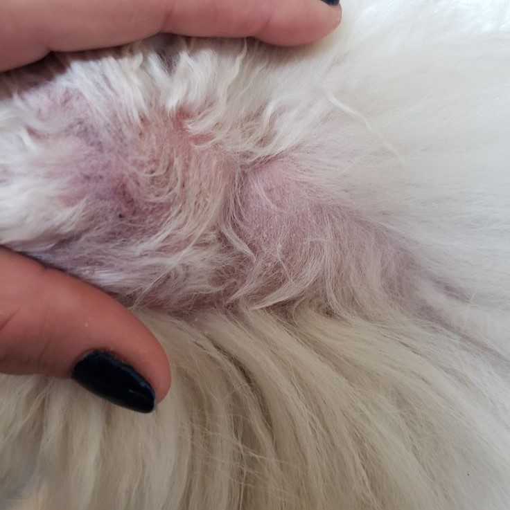 dog skin rash