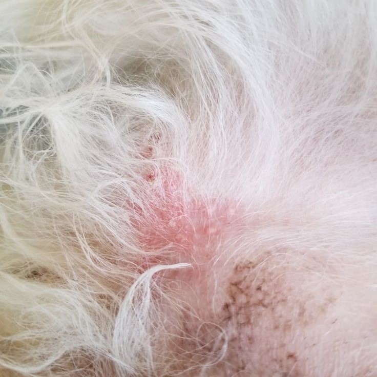 dog skin rash