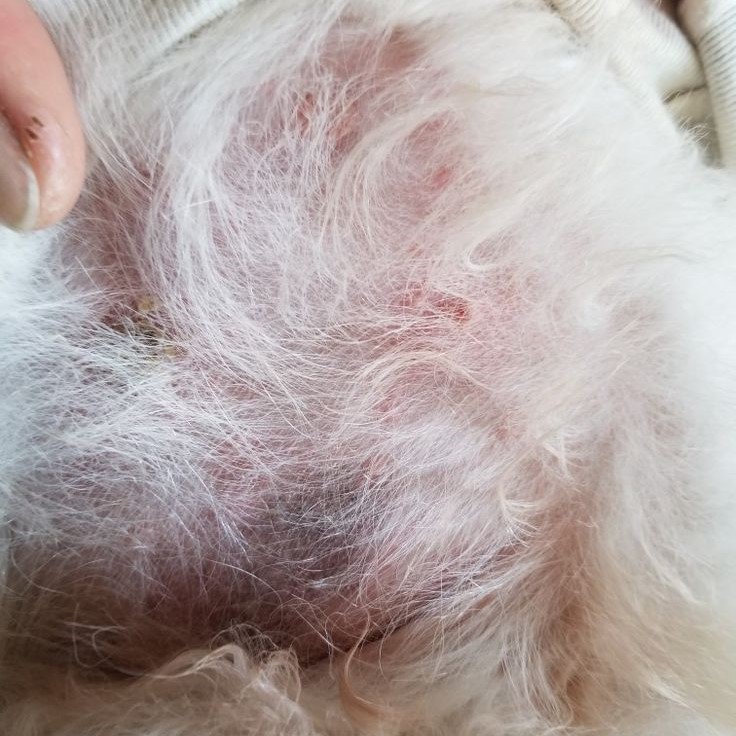 dog skin turning black itching