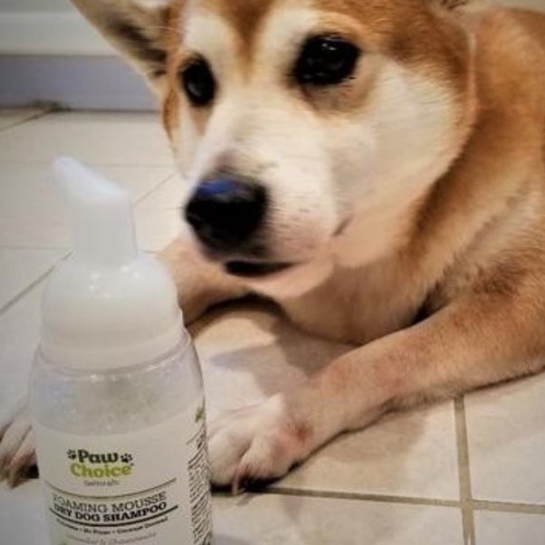 diy dog shampoo for itchy skin