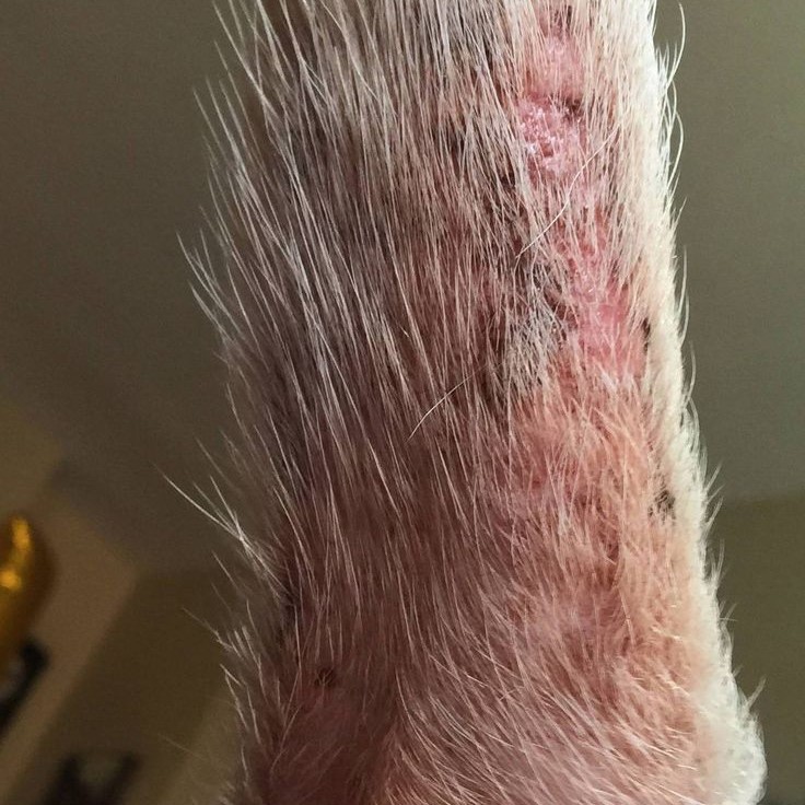 dog skin rash