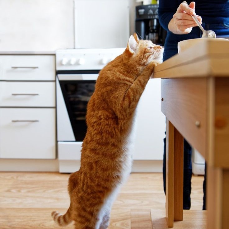 pet antibiotics