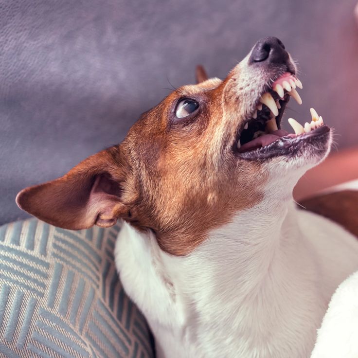 dog teeth chattering