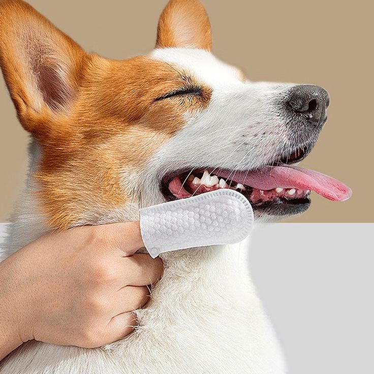 dog teeth wipes