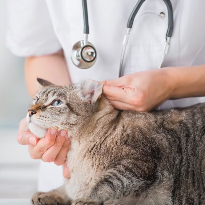 cat skin tag