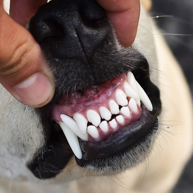 dog grinding teeth