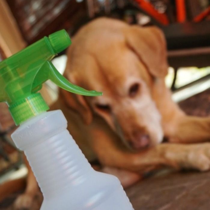 diy dog shampoo for itchy skin