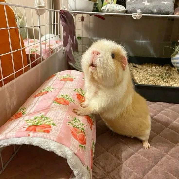 why is my guinea pig shaking